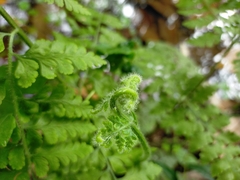 Microlepia nepalensis