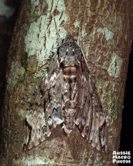 Psilogramma menephron