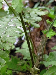 Microlepia nepalensis