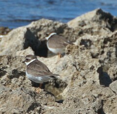 Charadrius hiaticula