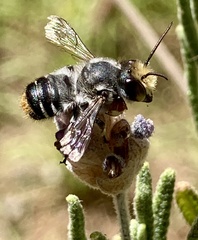Megachile chrysopyga