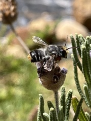 Megachile chrysopyga