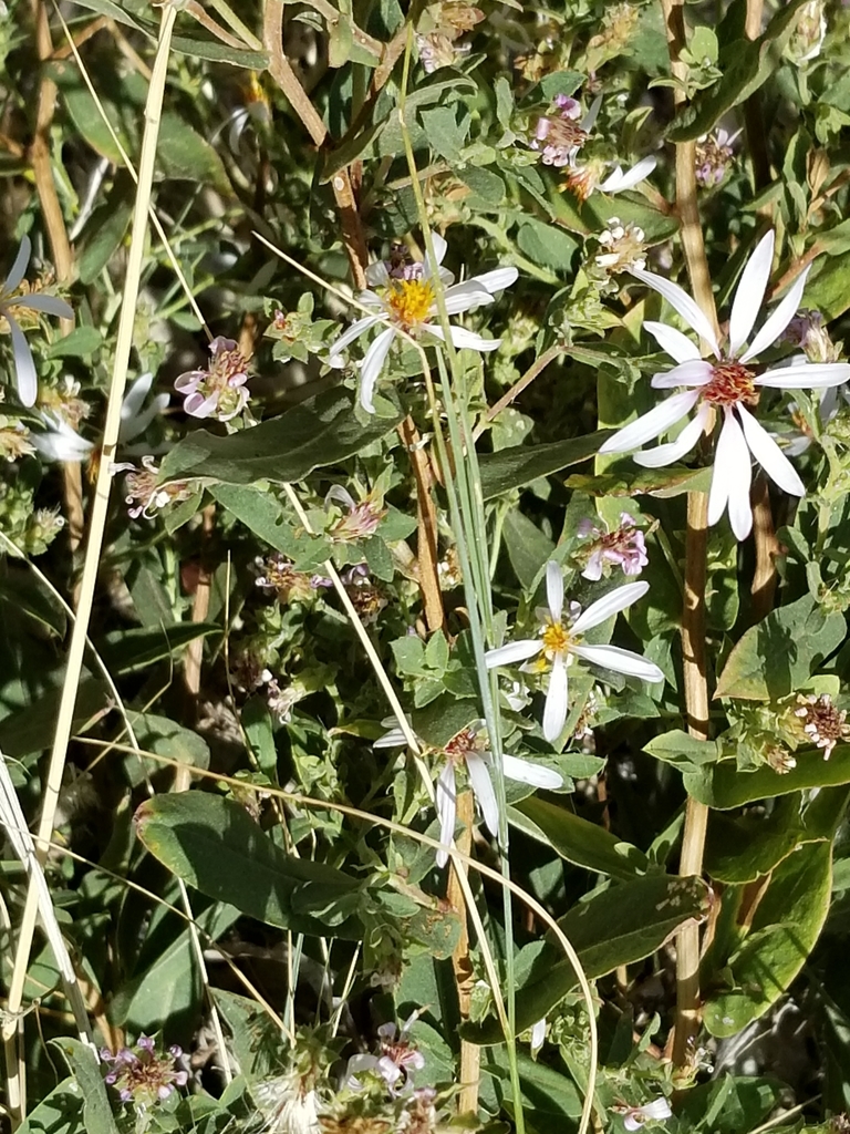 blueleaf aster
