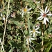 Blueleaf Aster - Photo no rights reserved, uploaded by Rod