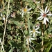 Gray Aster - Photo no rights reserved, uploaded by Rod