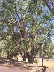 Eucalyptus todtiana