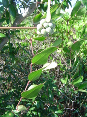 Smilax auriculata