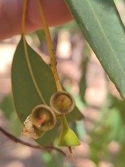 Eucalyptus patens