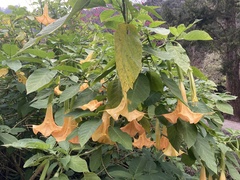 Brugmansia aurea