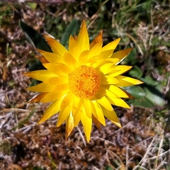 Xerochrysum subundulatum