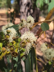 Eucalyptus patens