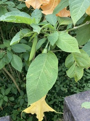 Brugmansia aurea