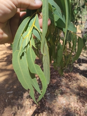 Eucalyptus patens