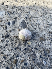 Nerita plicata