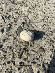 Nerita plicata