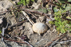 Patella caerulea
