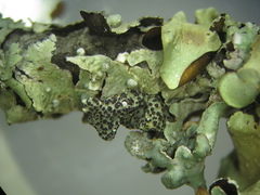 Nesolechia oxyspora oxyspora