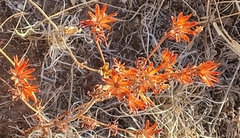 Bouvardia ternifolia