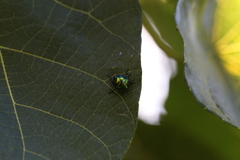 Lampromicra