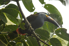 Andigena laminirostris