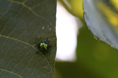 Lampromicra