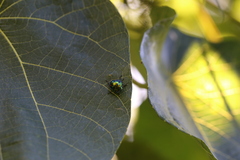 Lampromicra