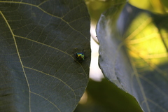 Lampromicra