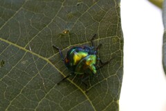 Lampromicra