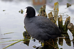 Fulica atra