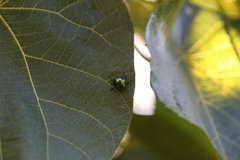 Lampromicra