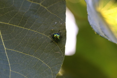 Lampromicra