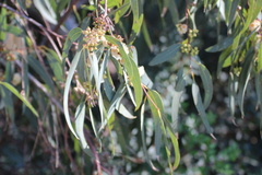 Eucalyptus