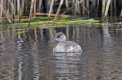 Tachybaptus ruficollis