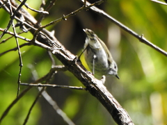 Acanthisitta chloris
