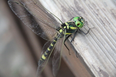 Epophthalmia elegans