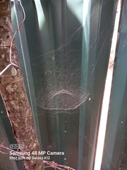 Cyrtophora cicatrosa