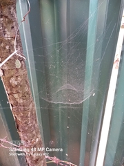 Cyrtophora cicatrosa