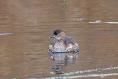 Tachybaptus ruficollis