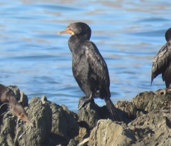 Microcarbo coronatus