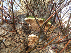 Rigidoporus ulmarius