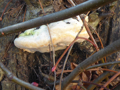 Rigidoporus ulmarius