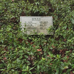 Magnolia zenii