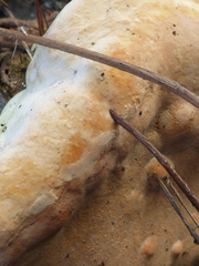 Rigidoporus ulmarius