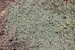 Atriplex portulacoides