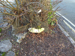 Rigidoporus ulmarius