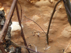 Rigidoporus ulmarius