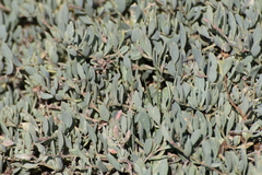 Atriplex portulacoides
