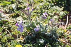 Matthiola tricuspidata