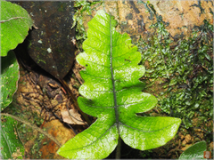 Stegnogramma wilfordii