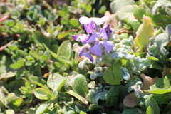 Matthiola tricuspidata